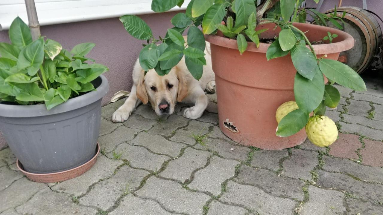 Novakporta Vendeghaz Daire Lakhegy Dış mekan fotoğraf